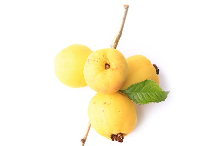Japanese quince isolated on white backgroundの写真素材