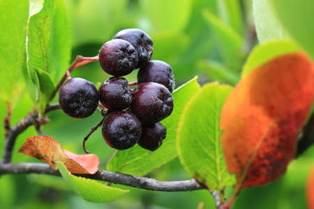 black chokeberry in the gardenの写真素材