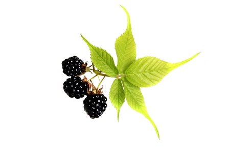 Blackberry on a white background top view of a flat style summer fresh berriesの写真素材