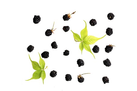 blackberry berry on a white background top view of a flat style summer fresh berries patternの写真素材