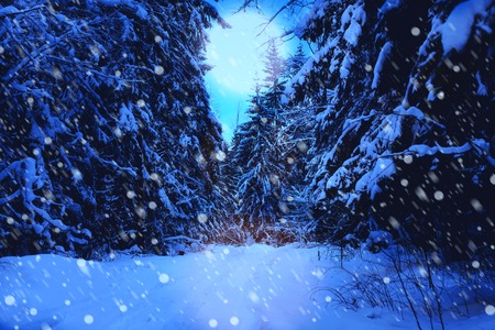 winter night forest in snow landscapeの写真素材