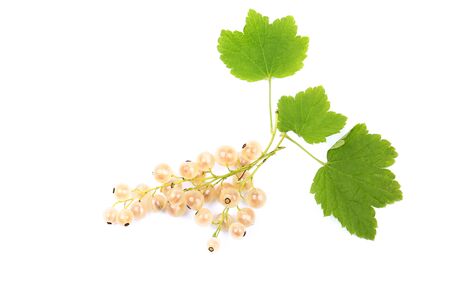 white currant with leaves isolated on white backgroundの写真素材