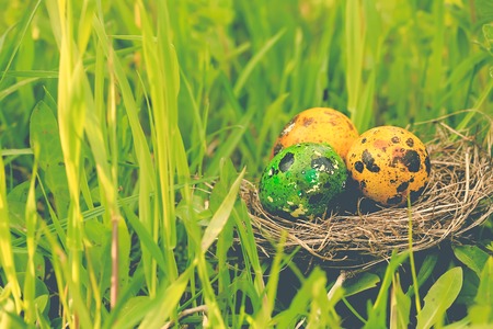 nest with eggs in the grass, spring easter composition