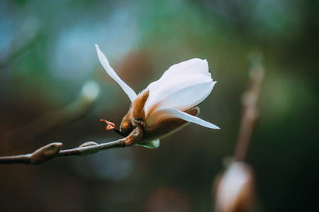 blossoming bud of magnolia flowers on a tree. spring flowering treeの写真素材