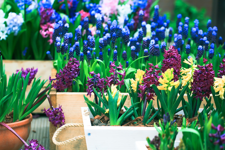 spring flowers in boxesの写真素材