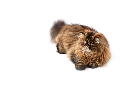 Cat lies and looks up isolated on white background. Persian breedの写真素材