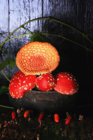 Amanita Muscaria in the old iron pot. poisonous mushroom fly agaricの写真素材