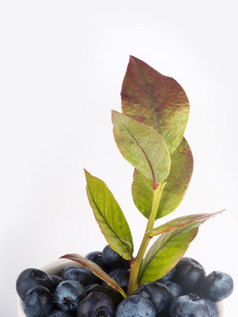 blueberry with leaves isolated on white backgroundの写真素材