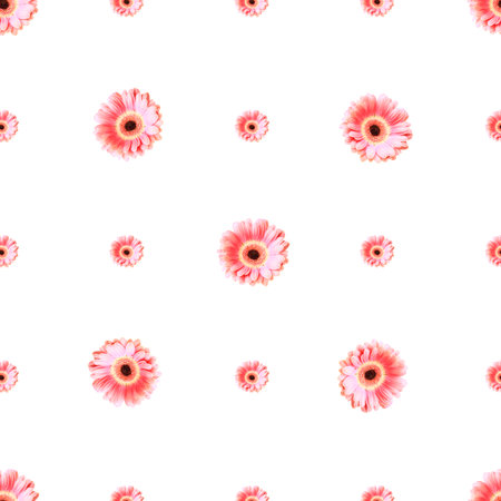 spring background pattern. flower arrangement of pink gerbera on a white background. minimalistic isometric conceptの写真素材
