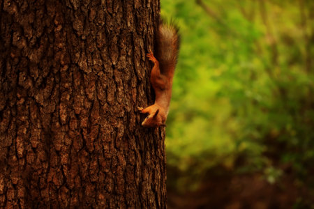 squirrel on a tree in the autumn forestの写真素材