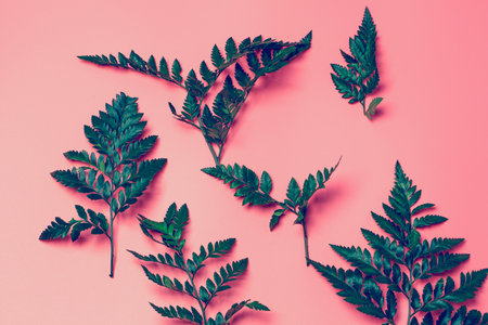 green leaves on a pink backgroundの写真素材