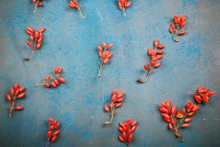 Christmas background with red berries of barberryの写真素材