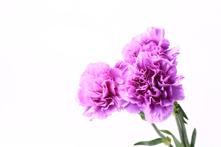 purple carnation on a white backgroundの写真素材