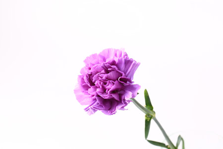 purple carnation on a white backgroundの写真素材