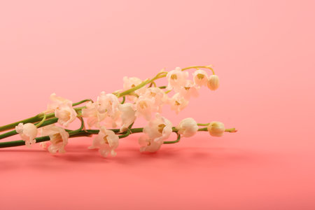 lilies of the valley on a pink backgroundの写真素材
