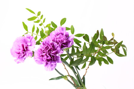 purple carnation on a white backgroundの写真素材