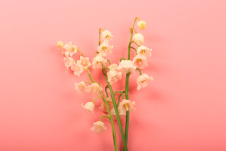 lilies of the valley on a pink backgroundの写真素材