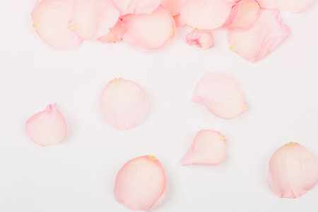 delicate pink background with rose petalsの写真素材