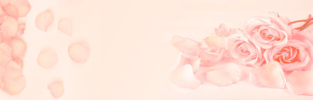 gently pink roses on a coral background. soft focusの写真素材