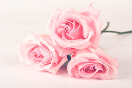 bouquet of pink roses isolated on light backgroundの写真素材