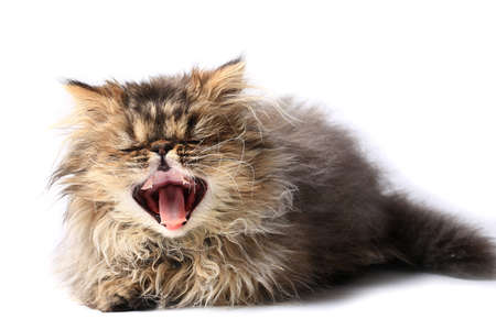 kitten yawning isolated on white background. Persian breed of catの写真素材