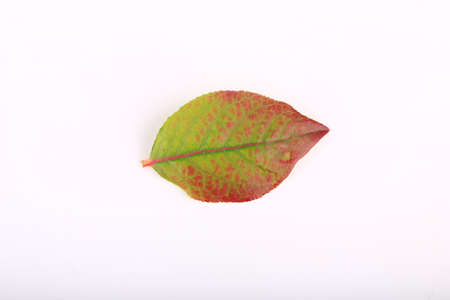 branch with blueberry leaves isolated on white background
