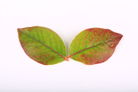 branch with blueberry leaves isolated on white backgroundの写真素材