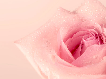 gentle background of pink rosesの写真素材