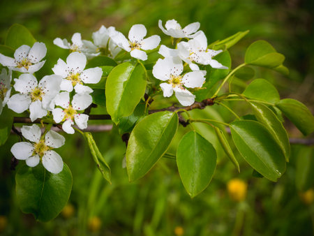 Flowers of a pear. Summer background. Spring. Flowering branchの写真素材