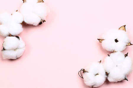 natural creative pastel concept. Cotone flowers on a delicate pink background