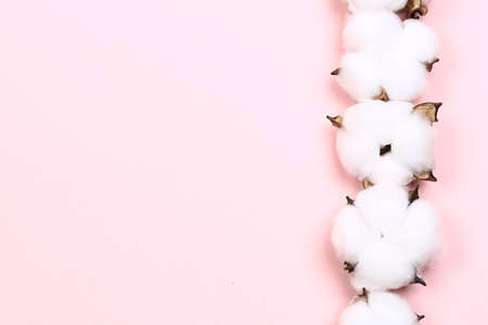 natural creative pastel concept. Cotone flowers on a delicate pink backgroundの写真素材