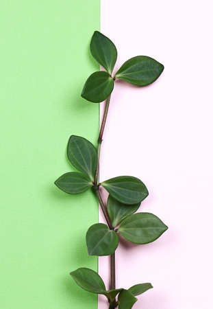natural creative concept. Green plant branch with leaves on trending pink green background