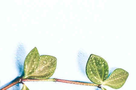 Abstract natural background, soft focus. Green branch of a plant with leaves in the dew. Copy space.の写真素材