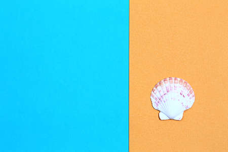 seashell on bright yellow-blue background