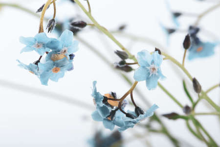 Abstract blurred floral backgroundの写真素材