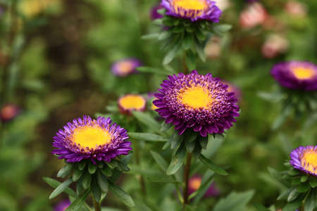 blurred floral background with soft selective focus. chrysanthemums in the garden. summer background