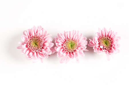 pink chrysanthemums on a white background. delicate autumn flowersの写真素材