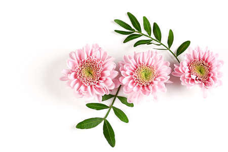 pink chrysanthemums with green twigs on a white background. delicate autumn flowers. Botanical flower backgroundの写真素材