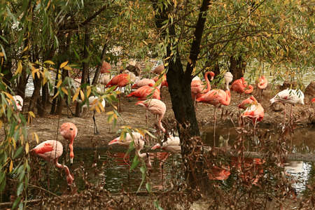 Pink flamingos in autumn park by the lake.の写真素材