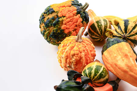 Decorative pumpkins on a white background. Soft selective focus. Autumn background