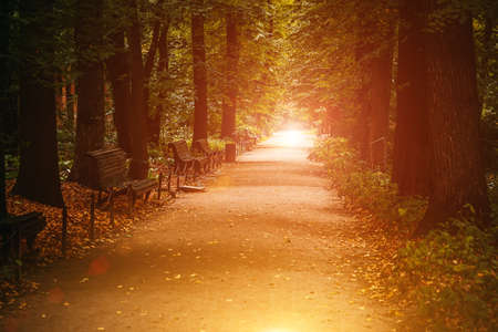 Walkway in the autumn park with benches. Soft selective focus. Autumn background