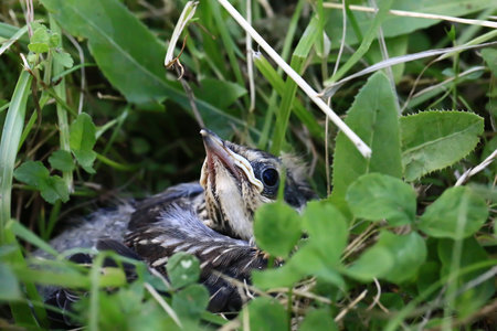 Nestling bird in the grass. Yellow-beaked nestling starling sits in the grass and waiting for...