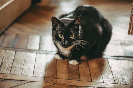 cat sits on the floor and looks wary. Black and white not purebred catの写真素材
