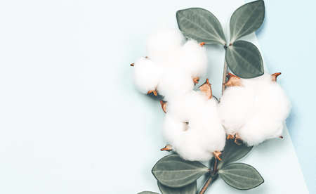 natural creative pastel concept. Cotone flowers on a gentle blue backgroundの写真素材