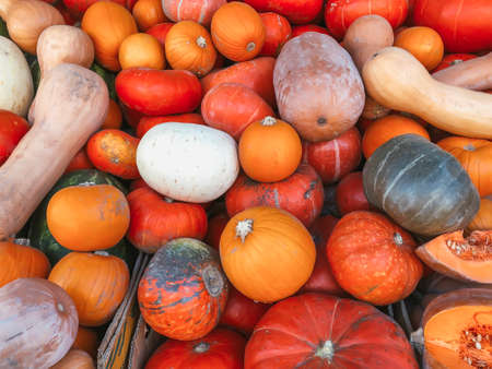 pumpkins on the counter of the farmers market. Autumn harvest of pumpkins