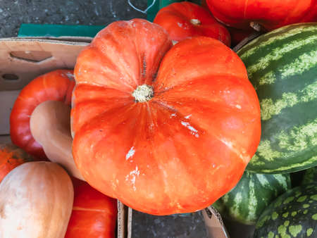 pumpkins on the counter of the farmers market. Autumn harvest of pumpkinsの写真素材