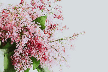 bouquet of lilacs in a vase on white. Spring time