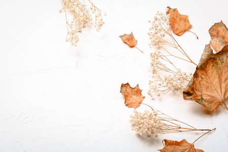 Autumn composition. Dried leaves, flowers on white background. Autumn, fall, thanksgiving day concept. Flat lay, top view, copy spaceの写真素材