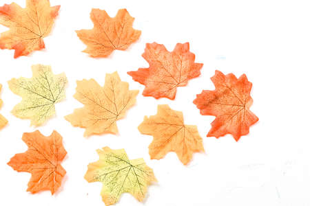 Autumn composition. Dried leaves on white background. Autumn, fall, thanksgiving day concept. Flat lay, top view, copy spaceの写真素材