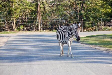 Zebra on street in the zoo,Thailand.のeditorial素材